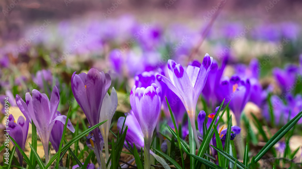 Crocuses, the first spring flowers close-up. Delicate buds of purple flowers. Living symbol of spring
