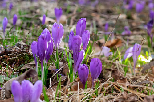 Crocuses, the first spring flowers close-up. Delicate buds of purple flowers. Living symbol of spring