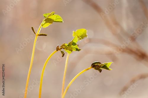 Young sprouts of seedlings illuminated by sun. Spring season and gardening. Minimal nature background