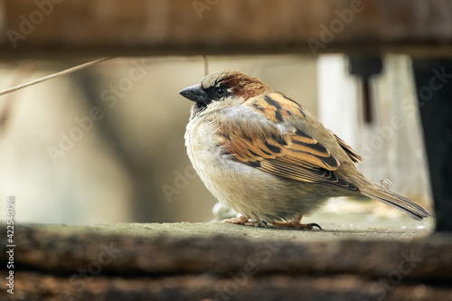Sparrow (Passer domesticus) on a cold spring morning