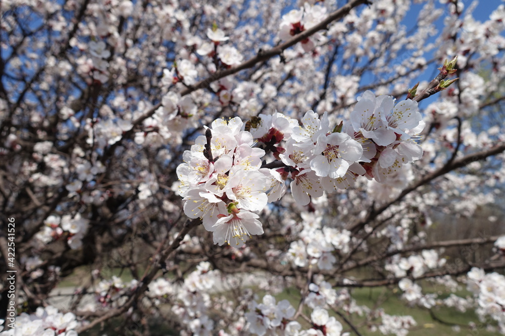 Large number of white flowers of apricot tree in April Large number of white flowers of apricot tree in April