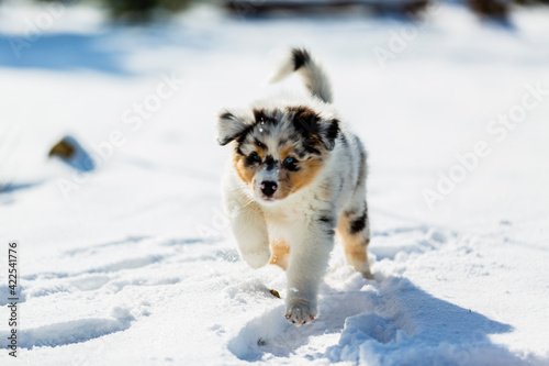Australian Shepherd puppy with blue eyes playing in the snow.