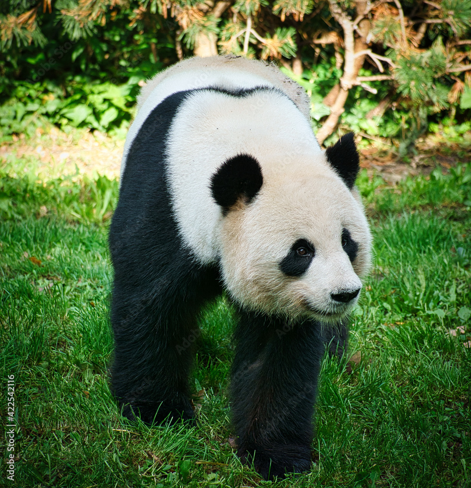 Obraz premium Der große Panda Paule aus dem Berliner Zoo
