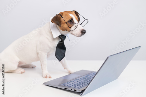 Smart dog jack russell terrier in a tie and glasses sits at a laptop on a white background. © Михаил Решетников