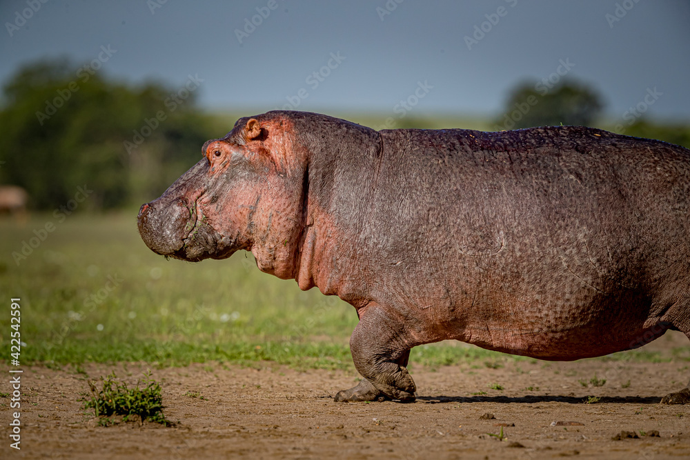 Hippopotamus walks across field in Kenya to get to his pond