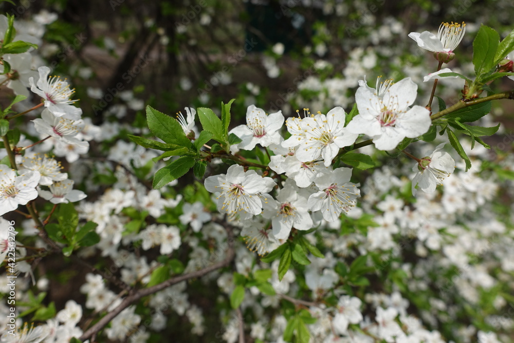 Recently opened flowers and leaves of plum tree in April Recently opened flowers and leaves of plum tree in April