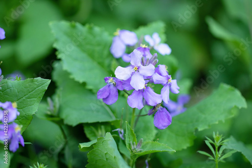 薄紫の美しい花大根の花