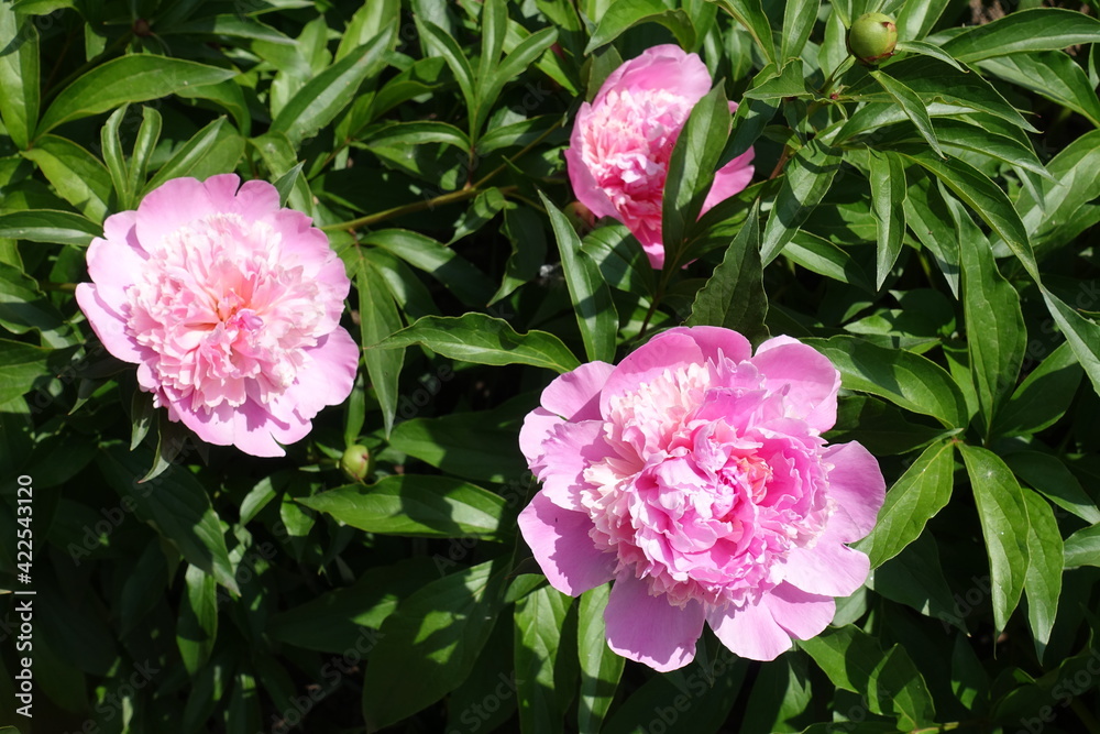 Fototapeta premium Three pink flowers of peony in mid May