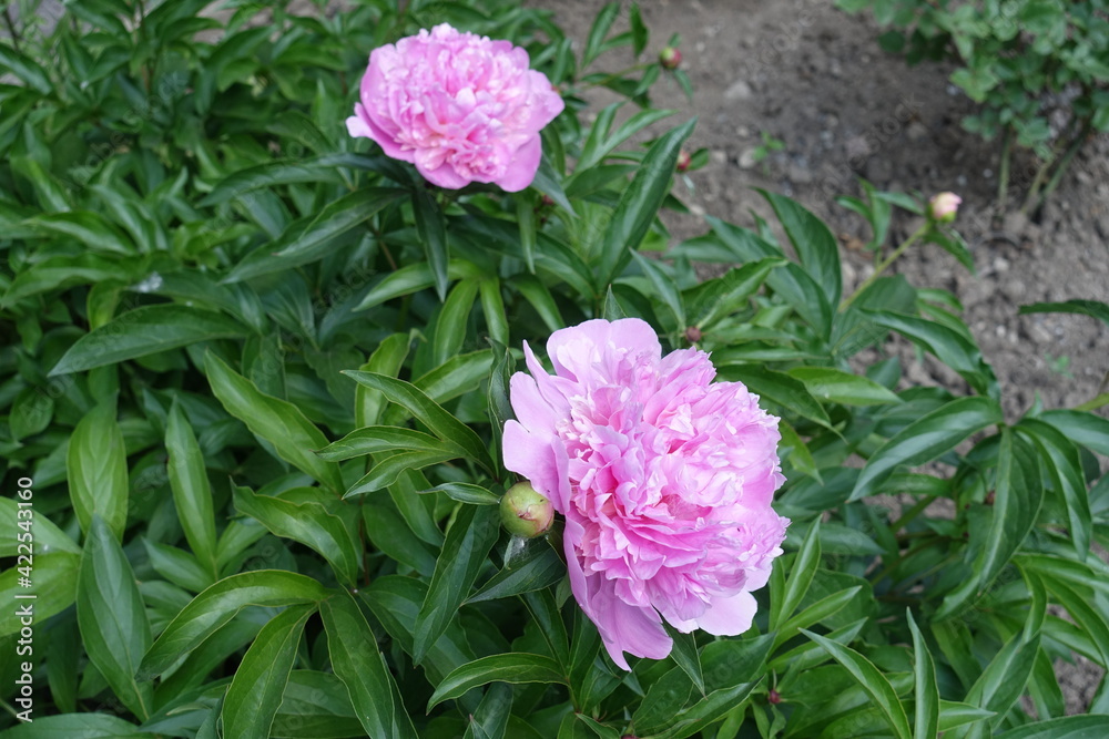 Two pink flowers of peony in mid May