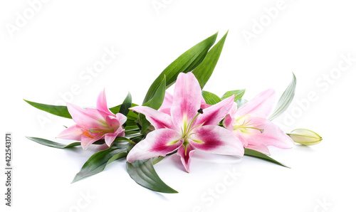 Beautiful lilies on white background