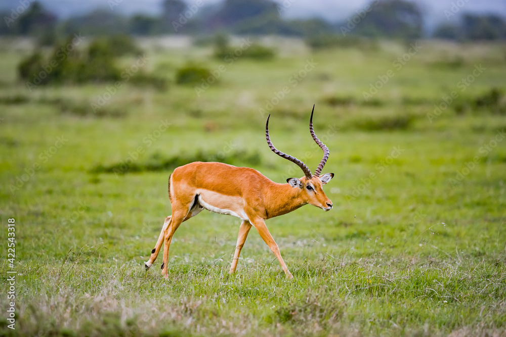 Impala slows down after being chased by a cheetah