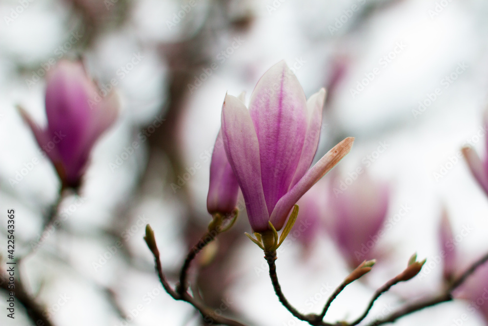 magnolia grandiflora for springtime and flora softness over blurred background magnolia grandiflora for springtime and flora softness over blurred background