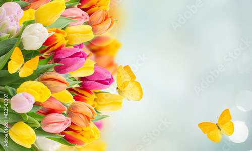 tulips in garden photo