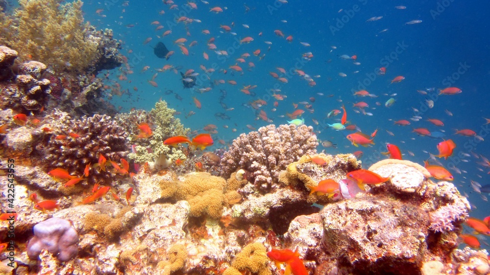 coral reef with fish coral reef with fish