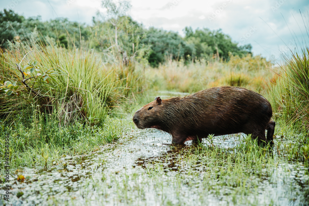 Naklejka premium Big Rodent