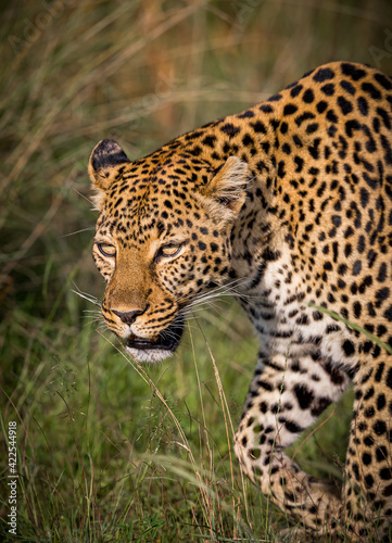 Leopard stalking prey in Kenya