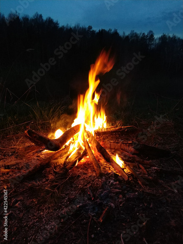 campfire in nature at night in the forest