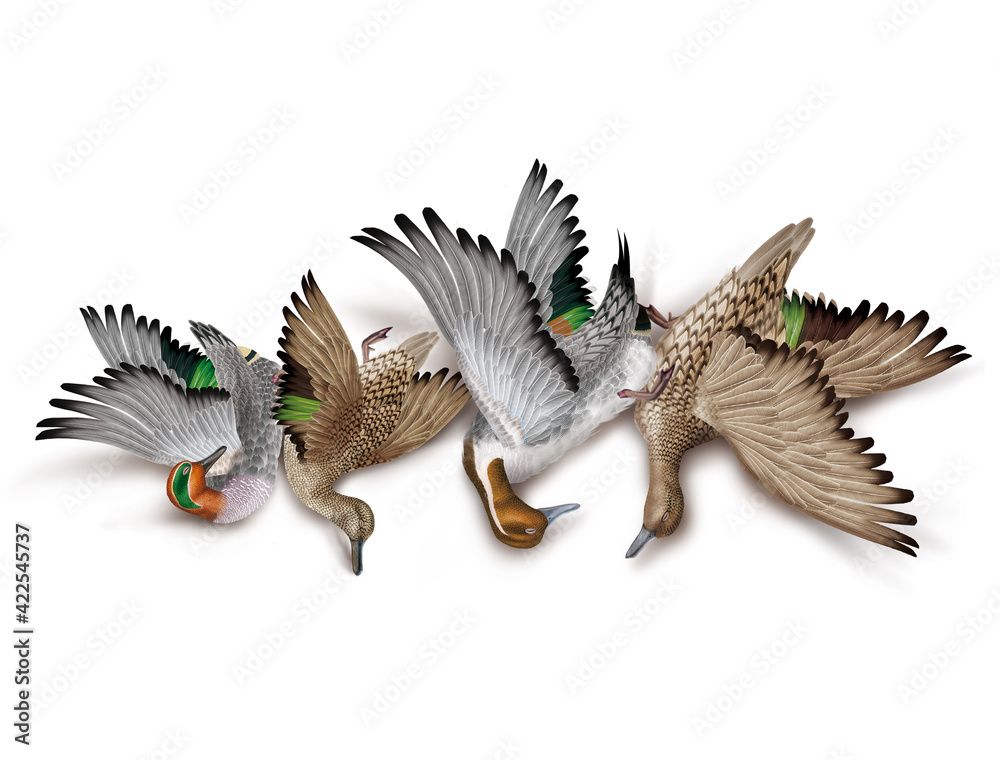 Obraz premium la chasse, tirer, canard, sarcelle- pilet, nature morte, femelle, mâle, volant, ciel, vol, atteindre, tuer, oiseau, animal, nature, ailes, faune, bleu, blanc, sauvage, mer, oie, empennage, liberté, ai