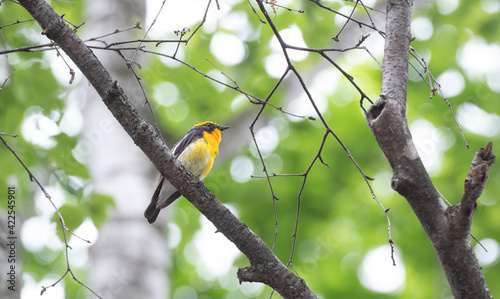 Wallpaper Mural キビタキ 北海道美瑛町で撮影 Torontodigital.ca