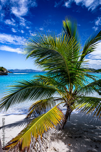 Palm tree falls dramatically into the sand on Jumbi Bay Beach in St John photo