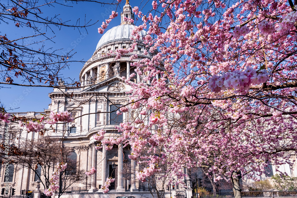 Spring in London, United Kingdom, with colorful cherry tree blossoms in front of the St. Pauls Cathedrale - obrazy, fototapety, plakaty 
