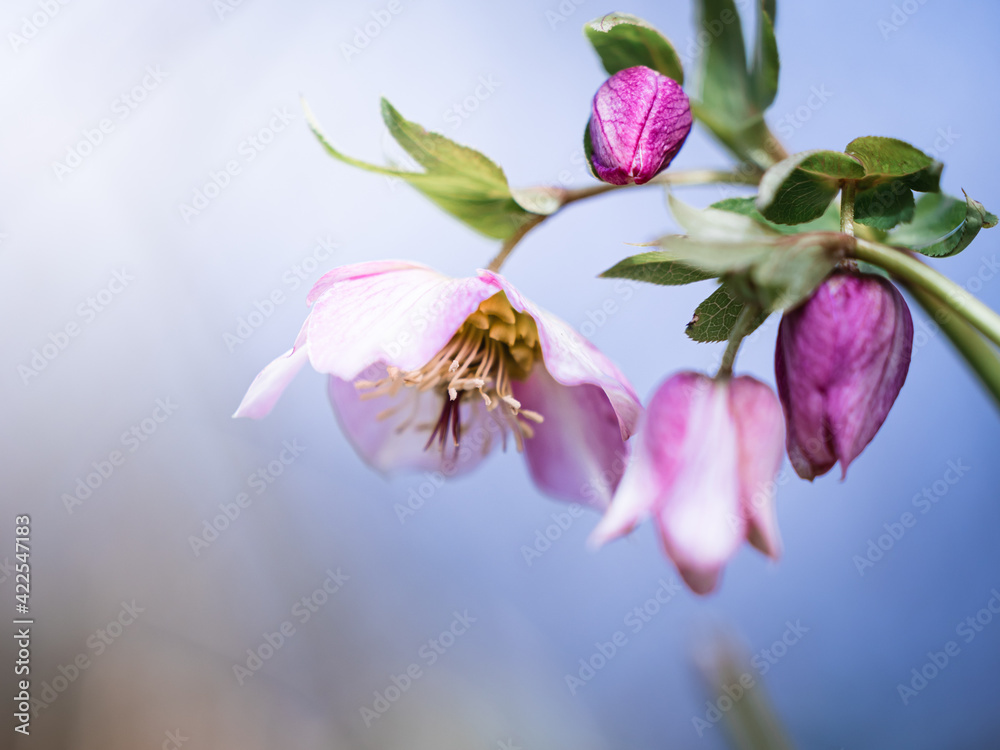 Blossom of a pink lenten rose (Helleborus orientalis) in spring with beautiful colors