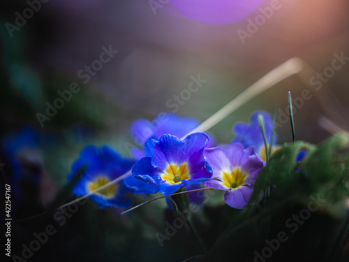 Blossom of violet primroses in spring with beautiful colors in the background.