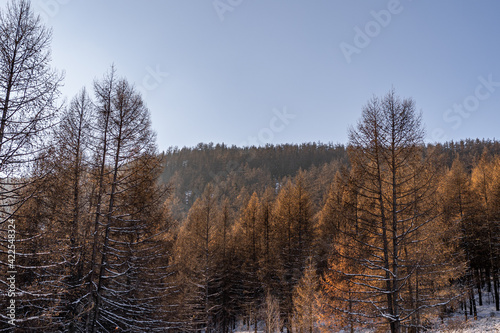 sunny winter day in mongolia. forest covered with snow.	