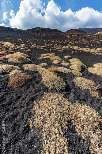 Sharp, prickly ground cover dots the surface of lava ash near Mt. Etna