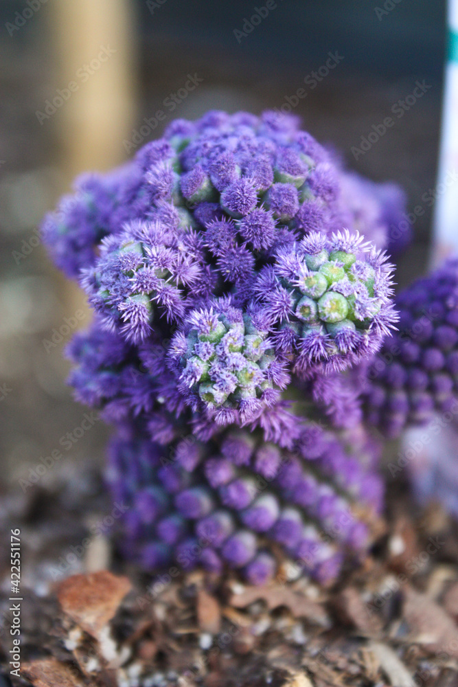 Fototapeta premium Macro view and depth perception of a dyed purple cacti