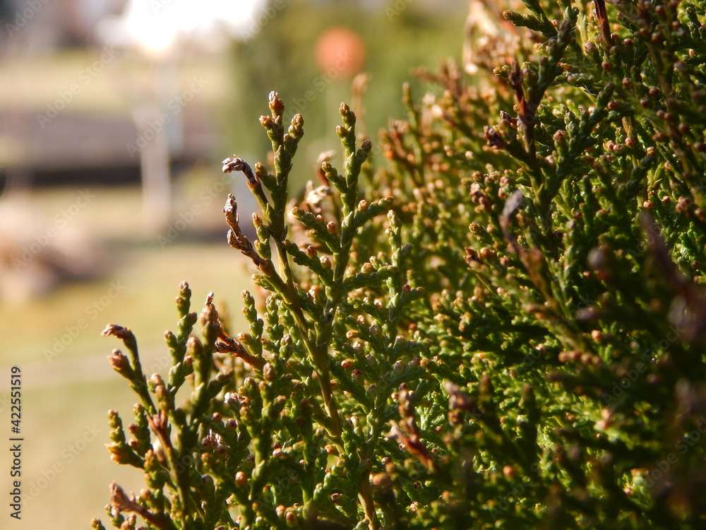 spring in the garden