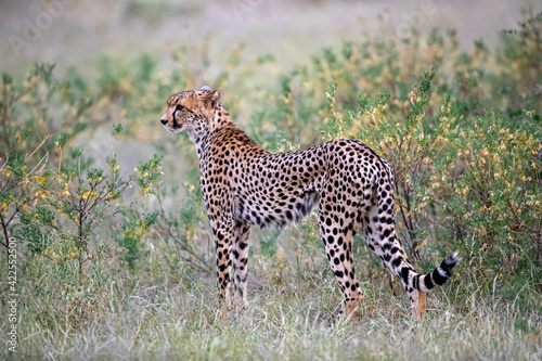Very thin female cheetah hunting for prey