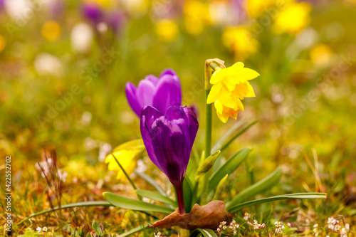 Gelbe Narzisse und ein Lila Krokus photo