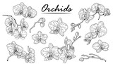 Orchids sketch. Hand drawn outline orchid. Black and white vector illustration isolated on white