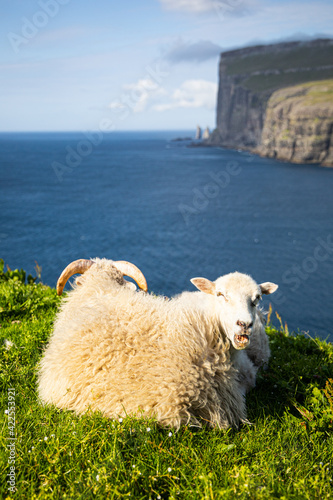 Faroe Islands - Nature - Cliff - Landscapes - Animals - Mountains
 photo