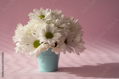 White chrysanthemum flowers in a blue bucket close-up on a pink background