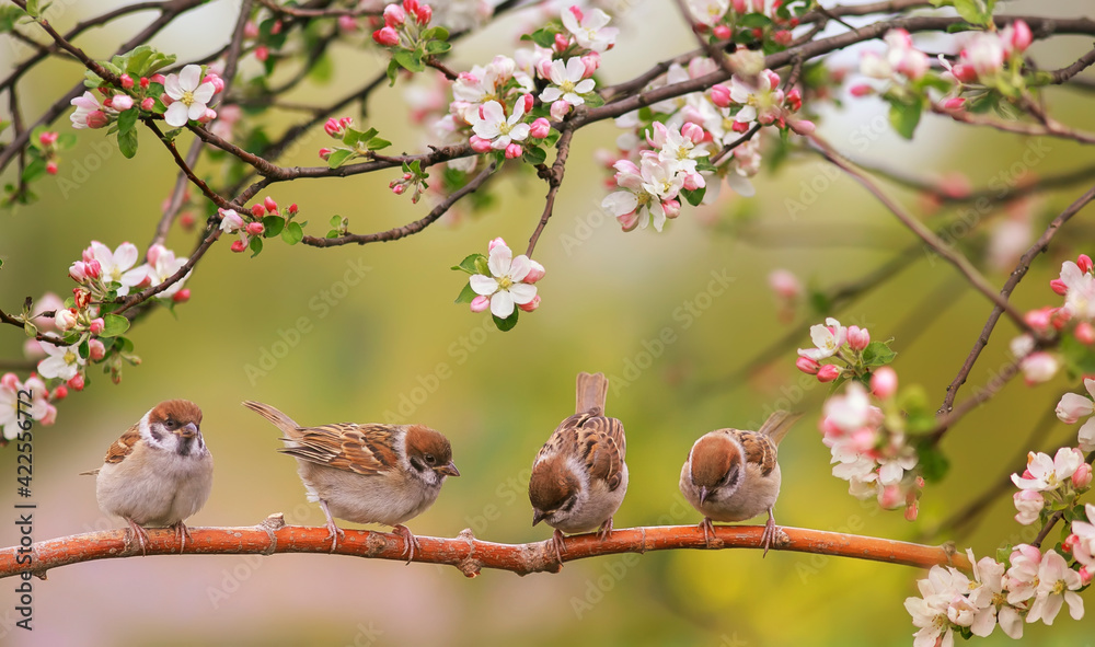 little funny birds and birds chicks sit among the branches of an apple tree with white flowers in a sunny spring garden - obrazy, fototapety, plakaty 