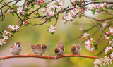 little funny birds and birds chicks sit among the branches of an apple tree with white flowers in a sunny spring garden