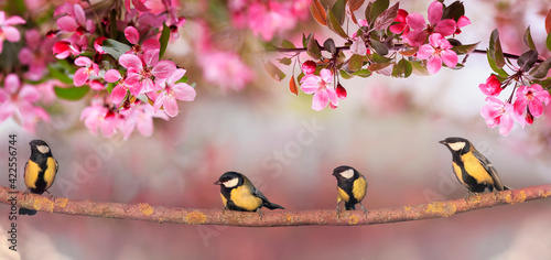 Chickadee birds sit in the spring sunny garden on the branches apple trees wi...