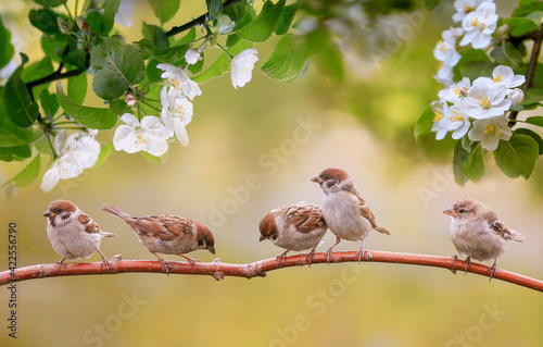 small sparrow birds sit on the branch of an apple tree with flowers in a warm...