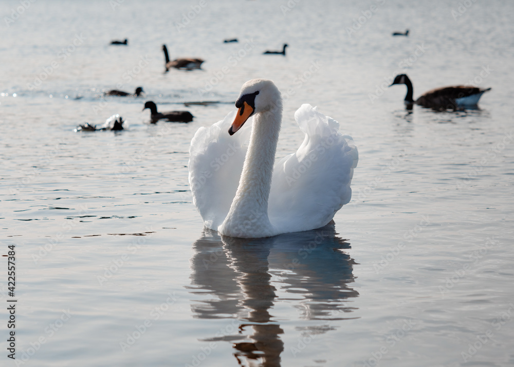 Fototapeta premium A white swan on the lake on a sunny spring day
