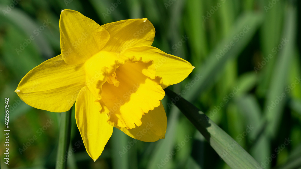 daffodils yellow colour - the first spring flowers taken outdoors in the park - sunny vivid green background - daffodils spring daffodils yellow colour - the first spring flowers taken outdoors in the park - sunny vivid green background - daffodils spring