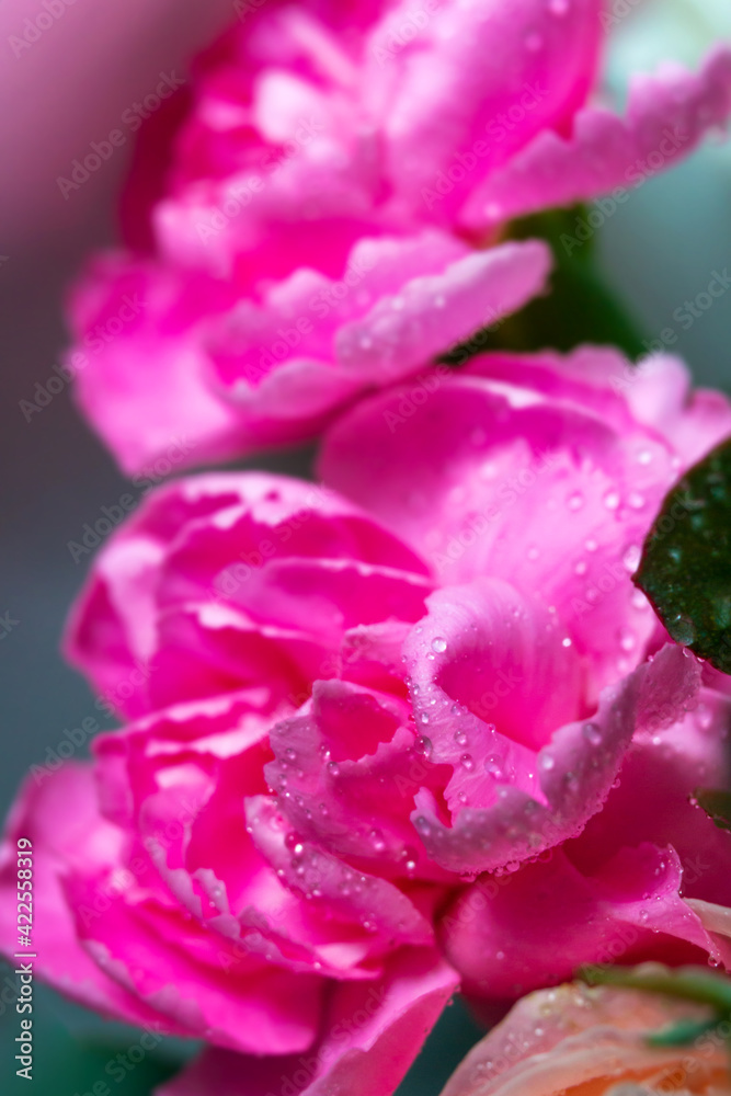Fototapeta premium Blooming Pink carnation, clove flower with dew water drops. Close up macro plant petal, selective focus.