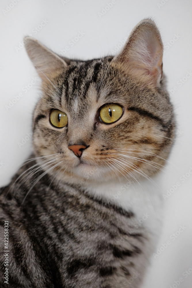 Close up portrait of cute domestic grey and white cat on white wall background.