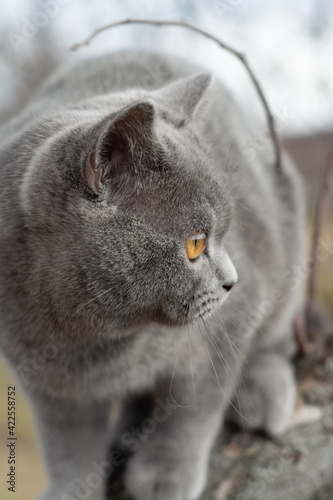 Brittish shorthair kitten on ohe tree photo