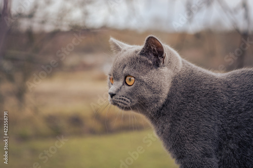 Photography Brittish shorthair kitten on ohe tree