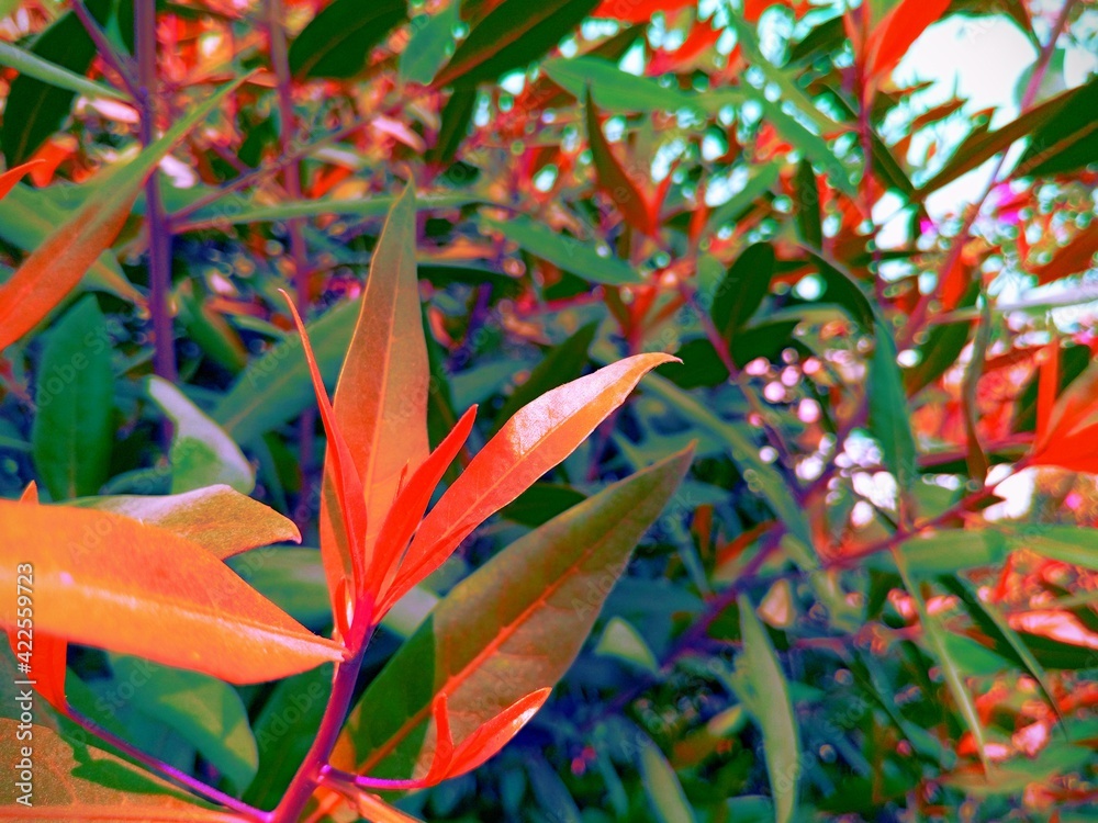 Obraz premium Strong field having Beautiful and Amazing leaves without flowers with such a great Red and Green gradients of Asia