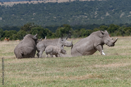 white rhino and baby grouping in the Maasai Mara