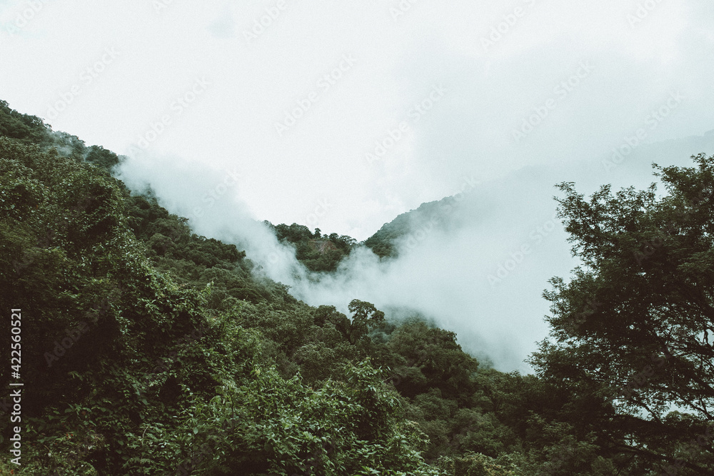 nubes y selva