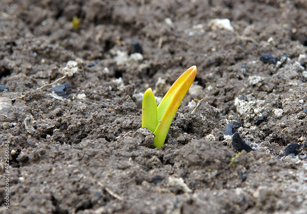 Young onion sprout in early spring Young onion sprout in early spring